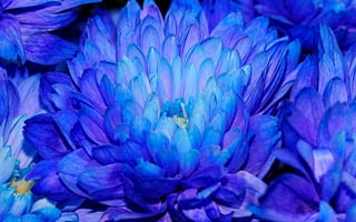 Картинка цветы, синие лепестки, хризантемы