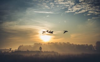 Картинка птицы, озеро, туман, утро