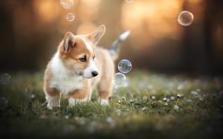 Картинка цветы, мыльные пузыри, собака, Вельш-корги, пёсик, щенок, боке