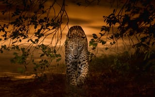 Картинка закат, хищник, леопард, ветки, дикая кошка
