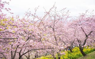 Картинка деревья, цветы, весна, blossom, pink, сакура, цветение, парк