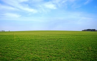Картинка зелень, поле, небо, трава, горизонт