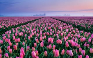 Картинка поле, розовые, много, Нидерланды, плантация, бутоны, тюльпаны