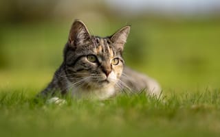 Картинка кошка, трава, взгляд, котейка, мордочка, боке