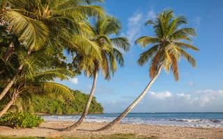 Картинка море, пляж, пальмы, Grenada, Saint David, Карибское море, побережье, La Sagesse Beach, Caribbean Sea, Гренада, Сент-Дэвид
