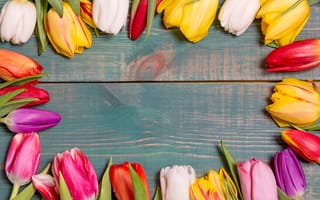 Картинка цветы, colorful, wood, spring, flowers, тюльпаны, tulips