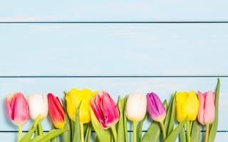 Картинка цветы, colorful, wood, tulips, spring, тюльпаны, flowers