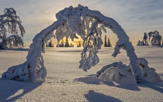 Обои Lapland, арка, зима, Швеция, снег, Лапландия, деревья, Sweden