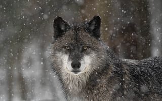 Картинка взгляд, снег, волк, хищник, санитар леса, морда