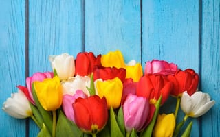 Картинка цветы, colorful, spring, wood, flowers, тюльпаны, tulips