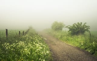 Картинка дорога, лето, туман