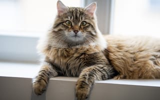 Картинка кошка, на подоконнике, котейка, взгляд