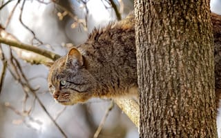 Картинка взгляд, ветки, Лесной кот, Дикая кошка, на дереве, дерево