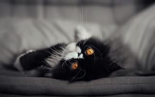 Картинка кот, глаза, взгляд, кошка, мордочка