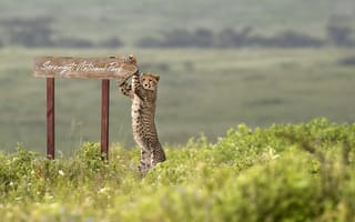 Картинка africa, Serengeti National Park, Cheetah