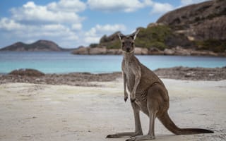 Картинка Western Australia, Kangaroo, Lucky Bay, Cape Le Grand National Park