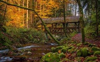 Картинка осень, лес, мох, Black Forest, Шварцвальд, Германия, река, Баден-Вюртемберг, деревья, мост, Germany, Baden-Württemberg
