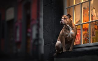 Картинка взгляд, окно, собака