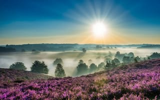Картинка солнце, вереск, рассвет, Нидерланды, туман, деревья, утро