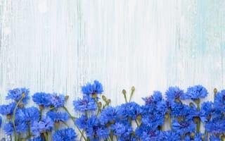 Картинка цветы, синий, васильки
