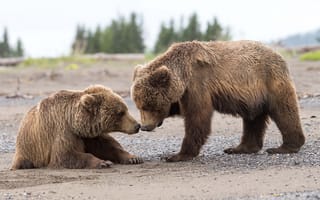 Картинка животные, природа, медвежата, Аляска, детёныши, папа, хищники