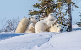 Картинка зима, медведи, медвежата, медведица, животные, хищники, снег, природа, детёныши