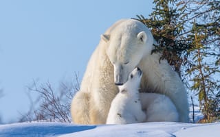 Картинка зима, хищники, медведи, природа, медвежата, детёныши, ёлки, снег, медведица, животные