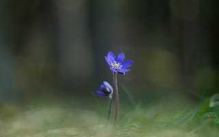 Картинка цветок, природа, весна