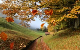 Картинка осень, листья, деревья, природа, пейзаж, домик, туман, холмы, дорожка, ветки