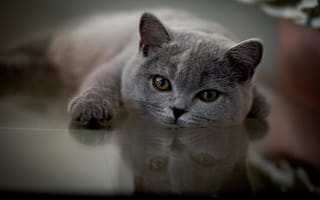 Обои взгляд, лапка, Британская короткошёрстная кошка, отражение, котейка, мордочка