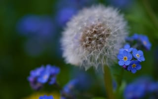 Картинка макро, одуванчик, незабудки, боке