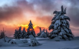 Картинка зима, закат, лес