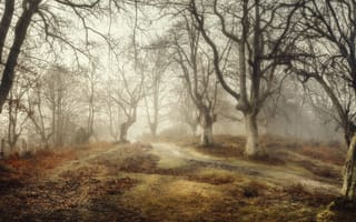 Картинка лес, Spain, туман, Basque Country
