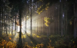 Картинка лес, деревья, рассвет, утро, солнечные лучи