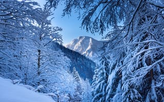 Картинка зима, Альпы, снег, Австрия, горы, ветки, деревья, лес