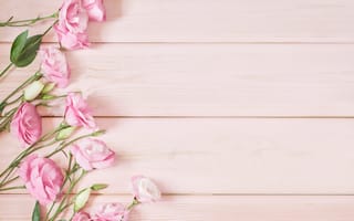 Картинка цветы, эустома, розовые, Yarovoy Aleksandr