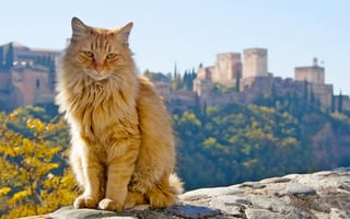 Картинка Granada, Andalusia, Spain, Испания, Андалусия, рыжий, кот, Гранада