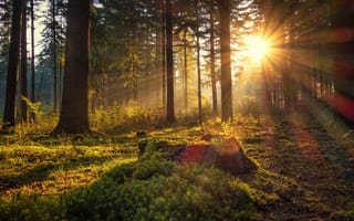 Картинка лес, солнечные лучи, Börsteler Wald, Germany, мох, утро, рассвет, Нижняя Саксония, деревья, Германия, Lower Saxony, солнце