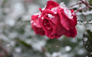 Картинка снег, роза, бутон, боке