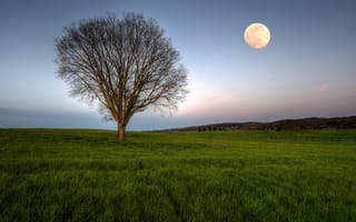 Картинка поле, дерево, луна