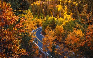 Картинка дорога, лес, деревья, Колорадо, Colorado, осень