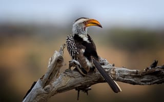 Картинка Kruger National Park, Southern Yellow-billed Hornbill, Wild South Africa