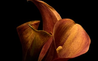 Картинка цветы, Calla Lilly