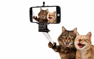 Картинка кошки, радость, юмор, белый фон, коты, снимок, смартфон