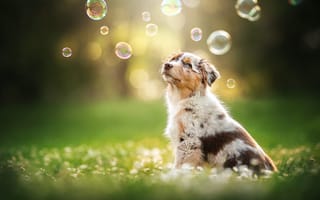 Картинка собака, Австралийская овчарка, Аусси, пёсик, щенок, боке, мыльные пузыри
