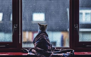 Картинка glass, water drops, situation, blanket, feline, window, fur, animal, Cat, funny, ears, rain