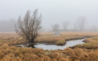 Картинка поле, весна, туман