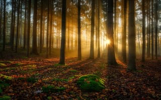 Картинка осень, лес, опавшая листва, мох, деревья, солнечный свет