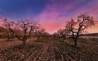 Картинка весна, сад, яблони
