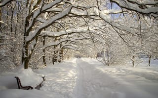 Картинка зима, лес, парк, снег, снегопад, аллея